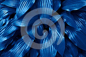 Glossy leaves colored in blue shade,color of the year 2020.Beautiful abstract background,copy space.Natural backdrop.Low key photo