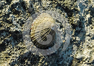 Glossy limpet (Cellana rota) - A gastropod attached to a rock on a rock on the shore near Hurghada