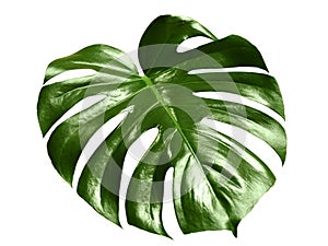 Glossy monstera leaf