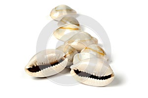 Glossy puka shells