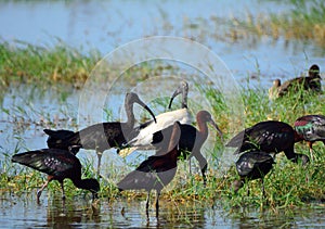 Glossy and sacred ibises, Amboseli National Park, Kenya