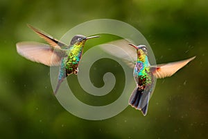Glossy shiny tinny bird. Fiery-throated Hummingbird, Panterpe insignis, colourful bird sitting on branch. Mountain bright animal