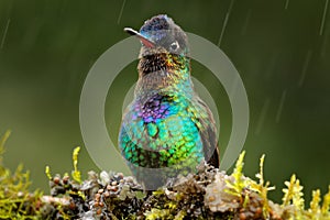 Glossy shiny tinny bird. Fiery-throated Hummingbird, Panterpe insignis, colourful bird sitting on branch. Mountain bright animal