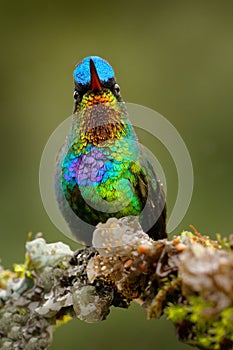 Glossy shiny tinny bird. Fiery-throated Hummingbird, Panterpe insignis, colourful bird sitting on branch. Mountain bright animal