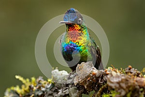 Glossy shiny tinny bird. Fiery-throated Hummingbird, Panterpe insignis, colourful bird sitting on branch. Mountain bright animal