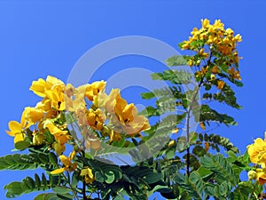 Glossy Shower Senna Tree