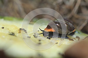 Glossy snail - moulinsia fusca erythrostoma