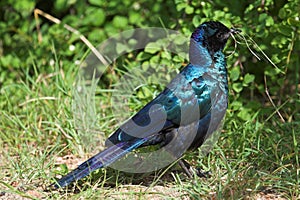 Glossy Starling