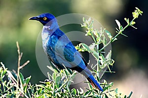 Glossy Starling