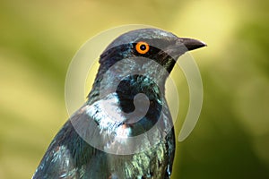 Glossy Starling