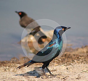 Glossy Starling - Blue and Purple