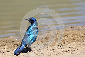 Glossy Starling - Blue and Purple Shine from African Birds