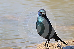 Glossy Starling - Blue and Purple shine of background - African wild birds