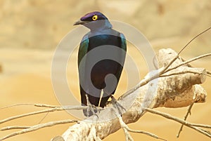 Glossy starling colorful bird