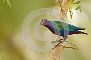 Glossy Stirling having a look and perching on tree branch