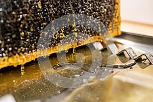 Glossy yellow golden honey comb reflection mirror sweet honey drips flow during harvest background with textspace