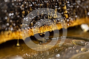 Glossy yellow golden honey comb reflection mirror sweet honey drips flow during harvest background with textspace