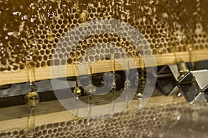 Glossy yellow golden honey comb reflection mirror sweet honey drips flow during harvest background with textspace