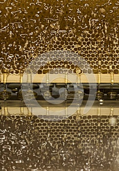 Glossy yellow golden honey comb reflection mirror sweet honey drips flow during harvest background with textspace