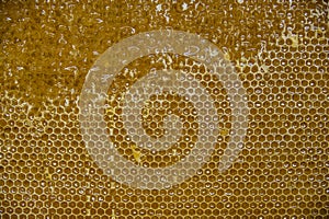 Glossy yellow golden honey comb sweet honeycomb drips flow during harvest background honeybee theme