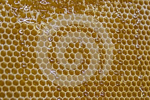 Glossy yellow golden honey comb sweet honeycomb drips flow during harvest background honeybee theme