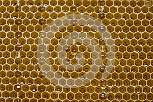 Glossy yellow golden honey comb sweet honeycomb drips flow during harvest background honeybee theme