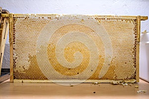 Glossy yellow golden honey comb sweet honeycomb drips flow during harvest background honeybee theme