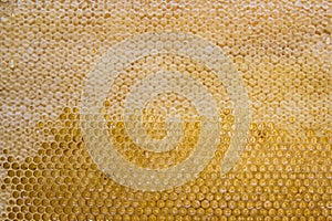 Glossy yellow golden honey comb sweet honeycomb drips flow during harvest background honeybee theme