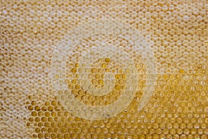 Glossy yellow golden honey comb sweet honeycomb drips flow during harvest background honeybee theme