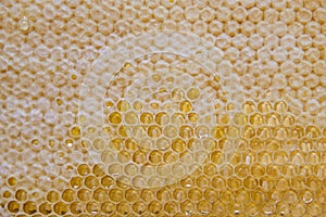 Glossy yellow golden honey comb sweet honeycomb drips flow during harvest background honeybee theme