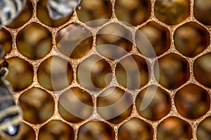 Glossy yellow golden honey comb sweet honeycomb drips flow during harvest background honeybee theme