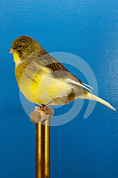 Gloster Consort Canary Bird photo