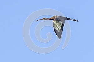 Glosy Ibis In Flight Over Blue Sky