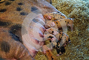 Gloucester Old Spot piglets feeding from mother.