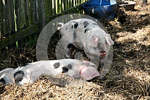 Gloucester old spot pigs shading from the sun