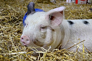 Gloucester Old Spot Weaner