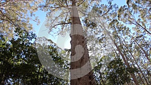 Gloucester tree in Gloucester national park of western Australia