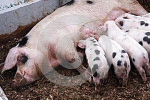 Gloucestershire Old Spots piglets feeding from sow