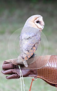 Glove of falconer holding a barn owl