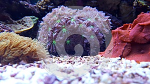Glove polyps coral - Clavularia
