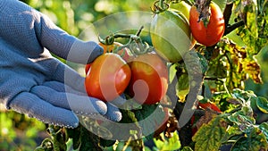 A gloved farmer's hand checks the ripeness of tomatoes on a bush in the garden. Growing tomatoes.