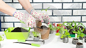 A gloved gardener plants a plant sprout in a biodegradable peat pot at home. Growing seedlings in peat tablets before planting in
