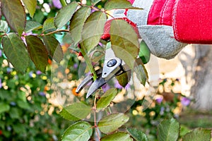 A gloved gardener prunes roses with scissors