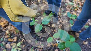 Gloved gardeners hand holds a cut honeysuckle vine