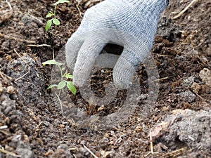 A gloved hand catches the mole crickets in the garden