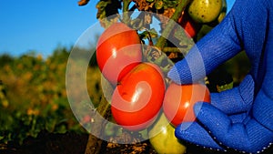 A gloved hand checks the ripeness of a red tomato in the garden. Growing and harvesting vegetables