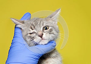 Gloved hand holding face still on kitten with congenital eye defect