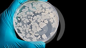 Gloved hand holding a Petri dish Bacteria culture growth on agar medium in Microbiology room at Laboratory