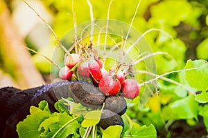 A gloved hand holds a crop of red radish close-up on a blurred background