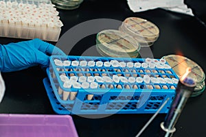 A gloved hand holds an Eppendorf tube with a sample. Concept of laboratory work